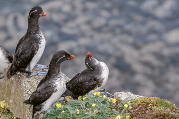 Parakeet Auklets (Aethia psittacula) at St. George Island, Pribilof Islands, Alaska, USA
