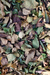 Dead leaves background on the ground in late autumn