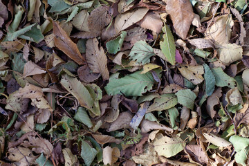 Dead leaves background on the ground in late autumn