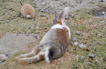 日本の広島県大久野島、別名うさぎ島