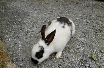 日本の広島県大久野島、別名うさぎ島