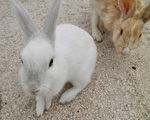 日本の広島県大久野島、別名うさぎ島