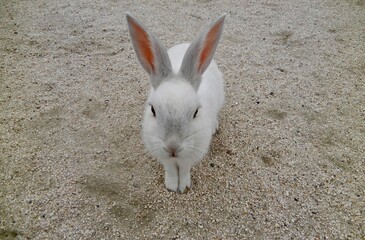 日本の広島県大久野島、別名うさぎ島