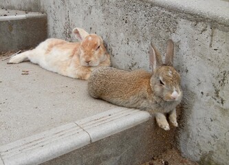 日本の広島県大久野島、別名うさぎ島