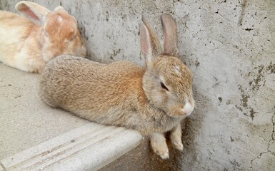 日本の広島県大久野島、別名うさぎ島