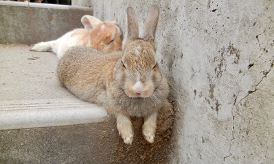 日本の広島県大久野島、別名うさぎ島