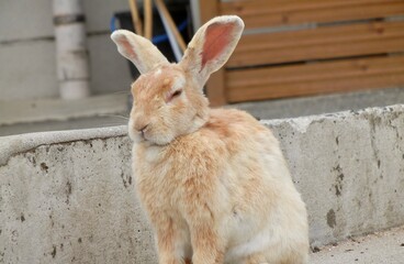 日本の広島県大久野島、別名うさぎ島