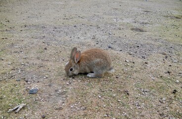 日本の広島県大久野島、別名うさぎ島