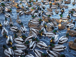 A pond with ducks. A lot of ducks in the pond, a beautiful background with wild ducks