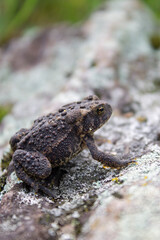 Frog in the Woods