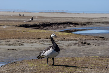 Barnacle Geese (Branta leucopsis) in Barents Sea coastal area, Russia