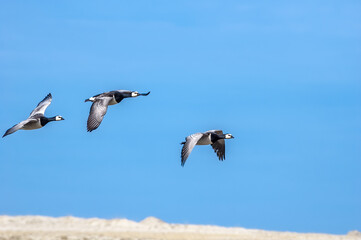 Barnacle Geese (Branta leucopsis) in Barents Sea coastal area, Russia