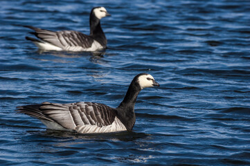 Barnacle Geese (Branta leucopsis) in Barents Sea coastal area, Russia