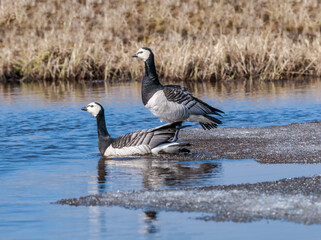 Barnacle Geese (Branta leucopsis) in Barents Sea coastal area, Russia