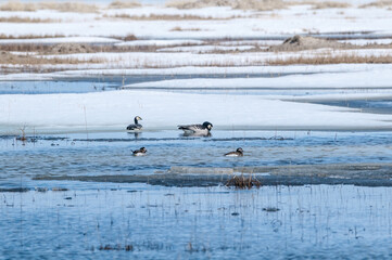Barnacle Geese (Branta leucopsis) in Barents Sea coastal area, Russia