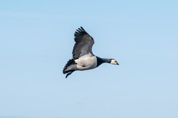 Barnacle Goose (Branta leucopsis) in Barents Sea coastal area, Russia