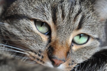 portrait of a cat