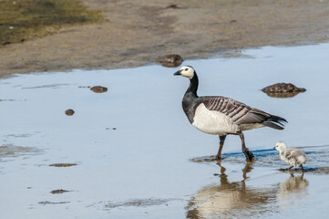 Barnacle Goose (Branta leucopsis) with goslings at colony in Barents Sea coastal area, Russia