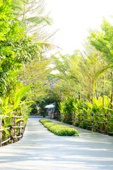 Path walk amid light green trees