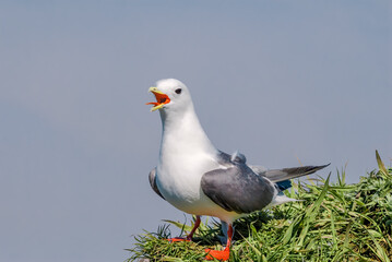 Red-legged Kittiwake (Rissa brevirostris) at colony in St. George Island, Pribilof Islands, Alaska, USA