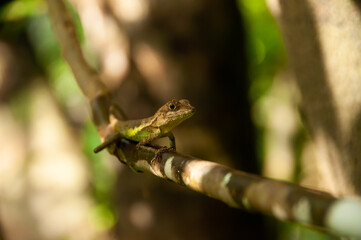 Tree lizard in a beautiful close up looking directly at the camera in a shallow depth of field and a beautiful blurred background.