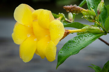 A pair of yellow Allamanda flowers and buds with raindrops. Shallow depth of field. Iriomote Island.