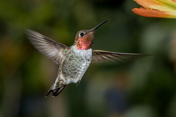 Anna's Hummingbird (Calypte anna) male in garden, Los Angeles, California, USA