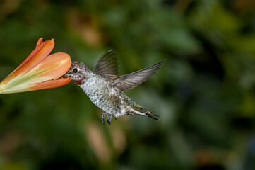 Anna's Hummingbird (Calypte anna) male in garden, Los Angeles, California, USA
