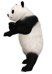 3d render of a cute panda © Andreas Meyer