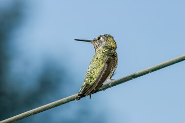 Anna's Hummingbird (Calypte anna) male in garden, Los Angeles, California, USA