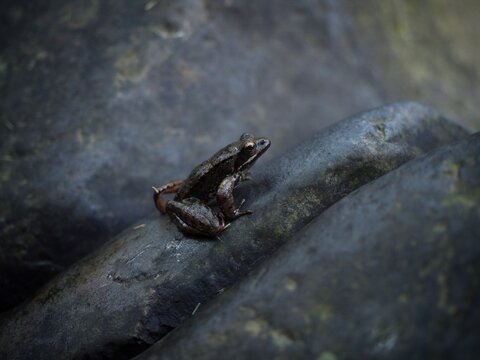 Closeup view of an iberian frog rana iberica sitting on a rock at lake river stream pond in Lousa Coimbra Portugal