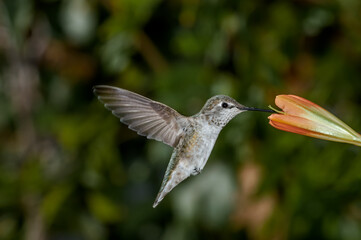 Fototapeta na wymiar Anna's Hummingbird (Calypte anna) female in garden, Los Angeles, California, USA