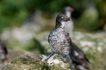 Least Auklets (Aethia pusilla) at colony in St. George Island, Pribilof Islands, Alaska, USA