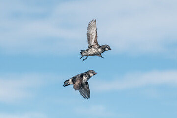 Least Auklets (Aethia pusilla) at colony in St. George Island, Pribilof Islands, Alaska, USA