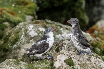 Least Auklets (Aethia pusilla) at colony in St. George Island, Pribilof Islands, Alaska, USA