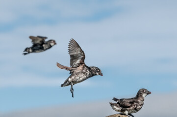Least Auklets (Aethia pusilla) at colony in St. George Island, Pribilof Islands, Alaska, USA