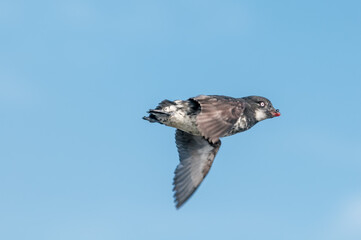 Least Auklet (Aethia pusilla) at colony in St. George Island, Pribilof Islands, Alaska, USA
