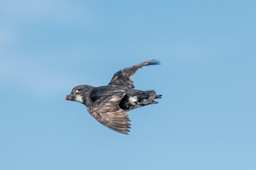 Least Auklet (Aethia pusilla) at colony in St. George Island, Pribilof Islands, Alaska, USA