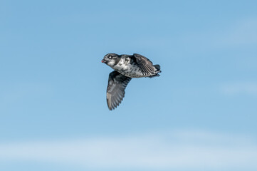 Least Auklet (Aethia pusilla) at colony in St. George Island, Pribilof Islands, Alaska, USA