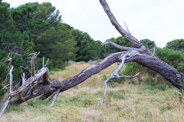 dead tree in grassland