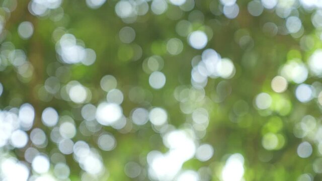Abstract blurred out of focus and blurred green leaf nature background under sunlight with bokeh and copy space using as background natural plants landscape, ecology concept.
