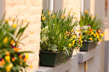 spring flowers on the windowsill