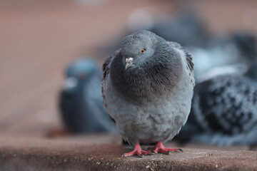 City bird dove sitting on the road.