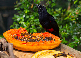 black bird in the contact zoo