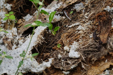 ants on the ground
