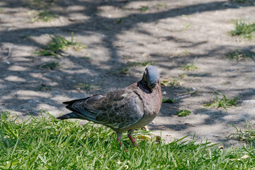 Picazuro Pigeon (Patagioenas picazuro) in park, Buenos Aires, Argentina