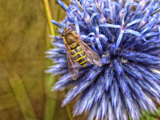 Hoverfly on a blue allium flower