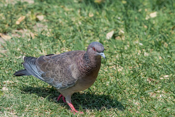 Picazuro Pigeon (Patagioenas picazuro) in park, Buenos Aires, Argentina