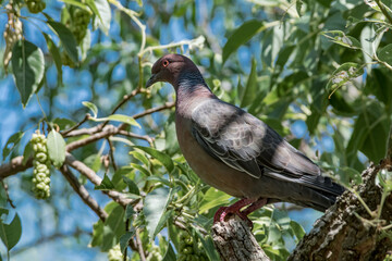 Picazuro Pigeon (Patagioenas picazuro) in park, Buenos Aires, Argentina