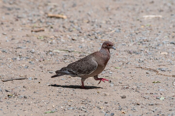 Picazuro Pigeon (Patagioenas picazuro) in park, Buenos Aires, Argentina